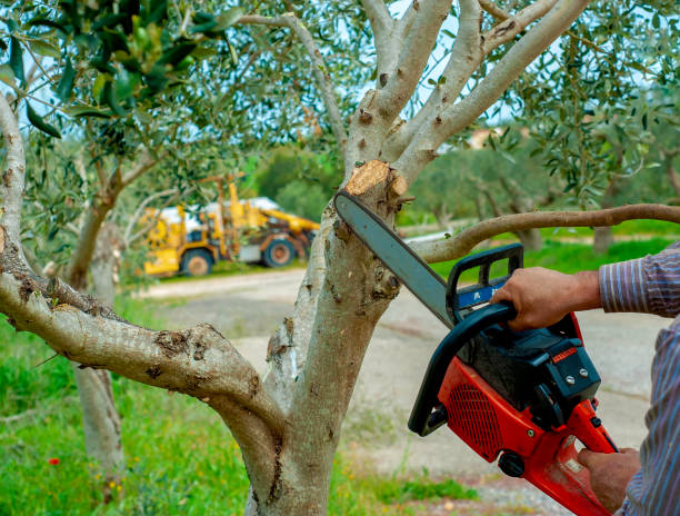 Large Tree Removal in Liberty, PA